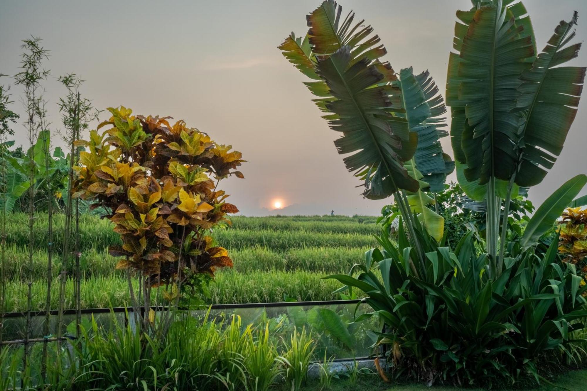 Pima, Sumptuous 2br Private Surrounded By Rice Fields In A Quiet Area Villa